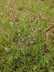 Thysanocarpus radians