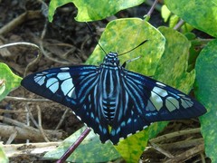 Phocides belus