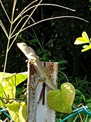 Calotes versicolor