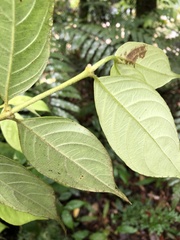 Lasianthus hispidulus