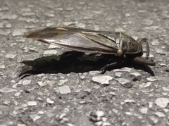 Lethocerus patruelis