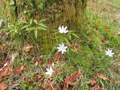 Anemonoides trifolia albida