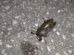 Lethocerus patruelis