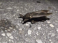 Lethocerus patruelis