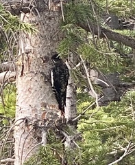 Sphyrapicus thyroideus