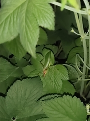 Hexacentrus unicolor