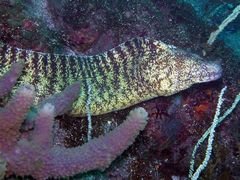 Kidako Moray photo 5