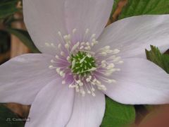 Anemonoides trifolia albida