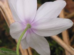 Anemonoides trifolia albida