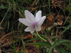 Anemonoides trifolia albida