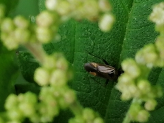 Plagiognathus arbustorum