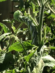 Manduca sexta