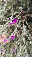 Oocephala staehelinoides