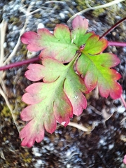 Geranium robertianum