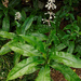 Pollia japonica - Photo (c) Tony Rodd, osa oikeuksista pidätetään (CC BY-NC-SA)