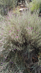 Oocephala staehelinoides