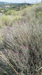 Oocephala staehelinoides