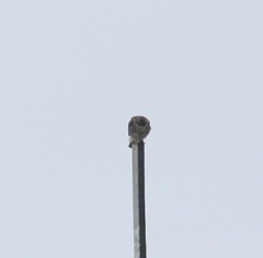 Falco sparverius
