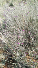 Oocephala staehelinoides