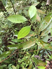 Cinnamomum austrosinense