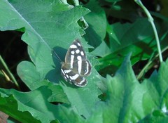 Dynamine postverta mexicana