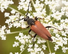 Brachyleptura