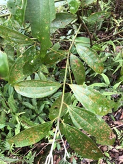 Cinnamomum austrosinense