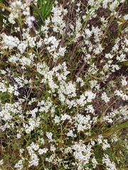 Polygonella polygama