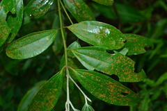 Cinnamomum austrosinense