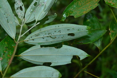 Cinnamomum austrosinense