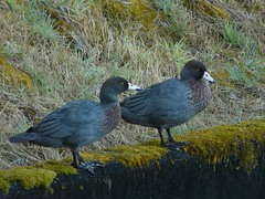 Hymenolaimus malacorhynchos