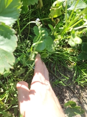 Veronica officinalis