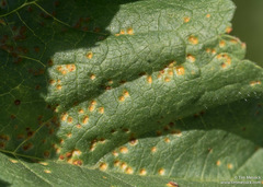 Puccinia malvacearum image
