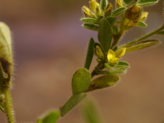 Crotalaria nana