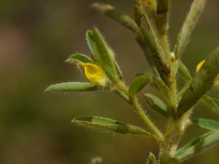 Crotalaria nana