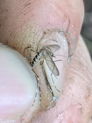 Aedes canadensis canadensis