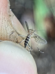Aedes canadensis canadensis