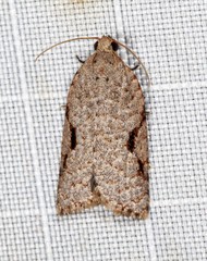 Meritastis piperata