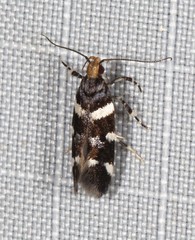 Macrobathra leucopeda