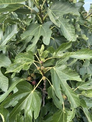 Ficus carica