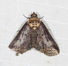 Lophoptera vittigera