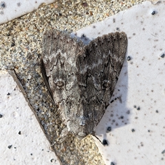 Catocala habilis