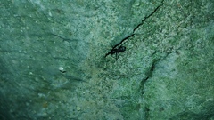 Camponotus