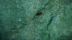 Camponotus
