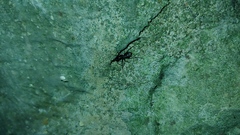 Camponotus
