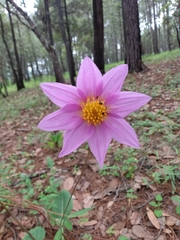 Dahlia sherffii