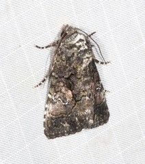 Aedia acronyctoides