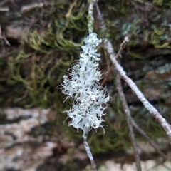 Heterodermia echinata