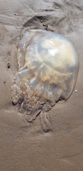 Rhizostoma octopus