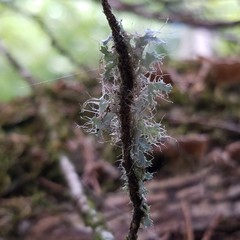 Heterodermia echinata